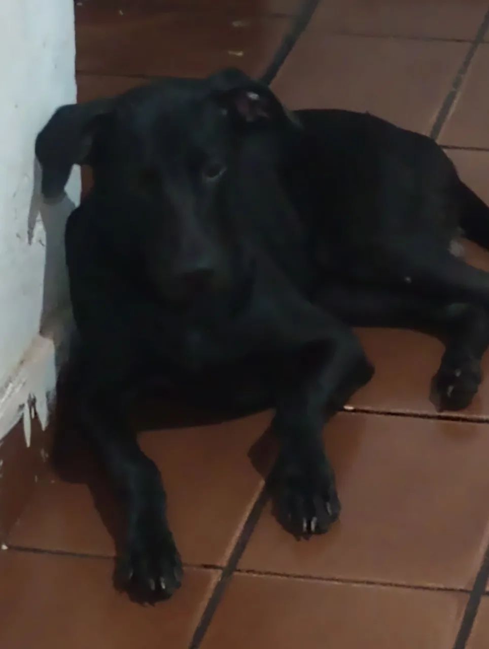 Cachorro Para Adoção  - Foto 3