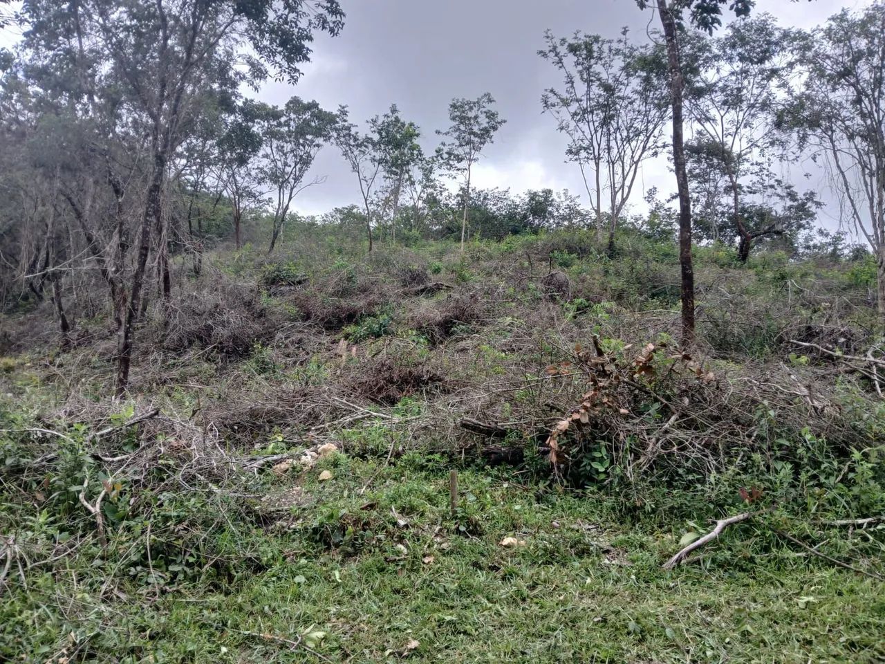 Fazendinha de 40.000 m2  - Foto 3
