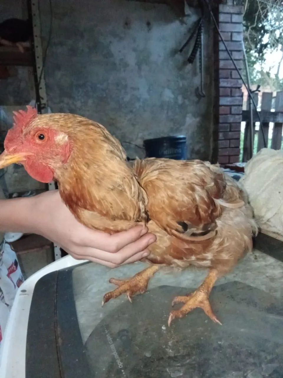Vende se duas galinhas  - Foto 2