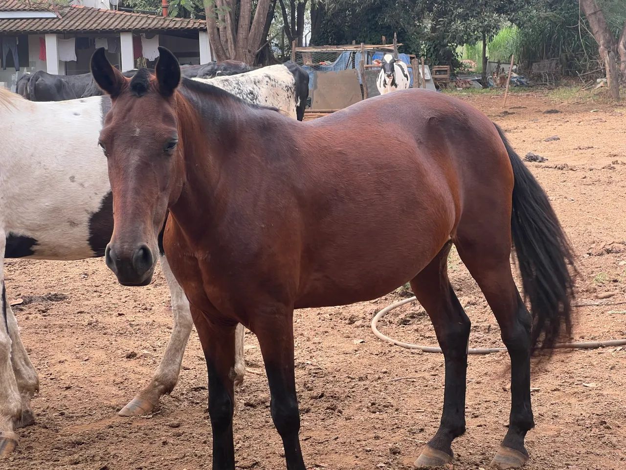 Égua castanha 