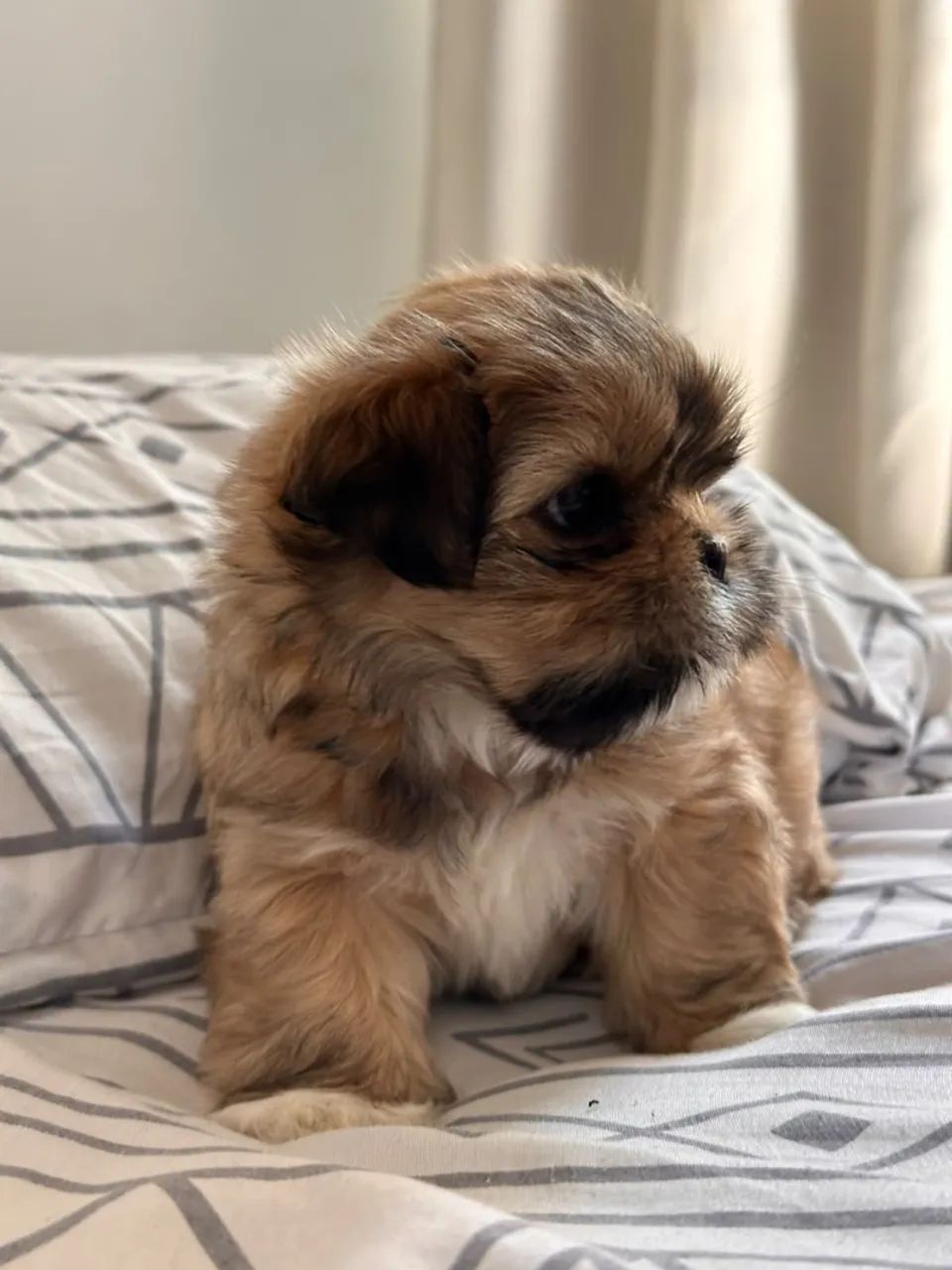 Cachorra shitzu 