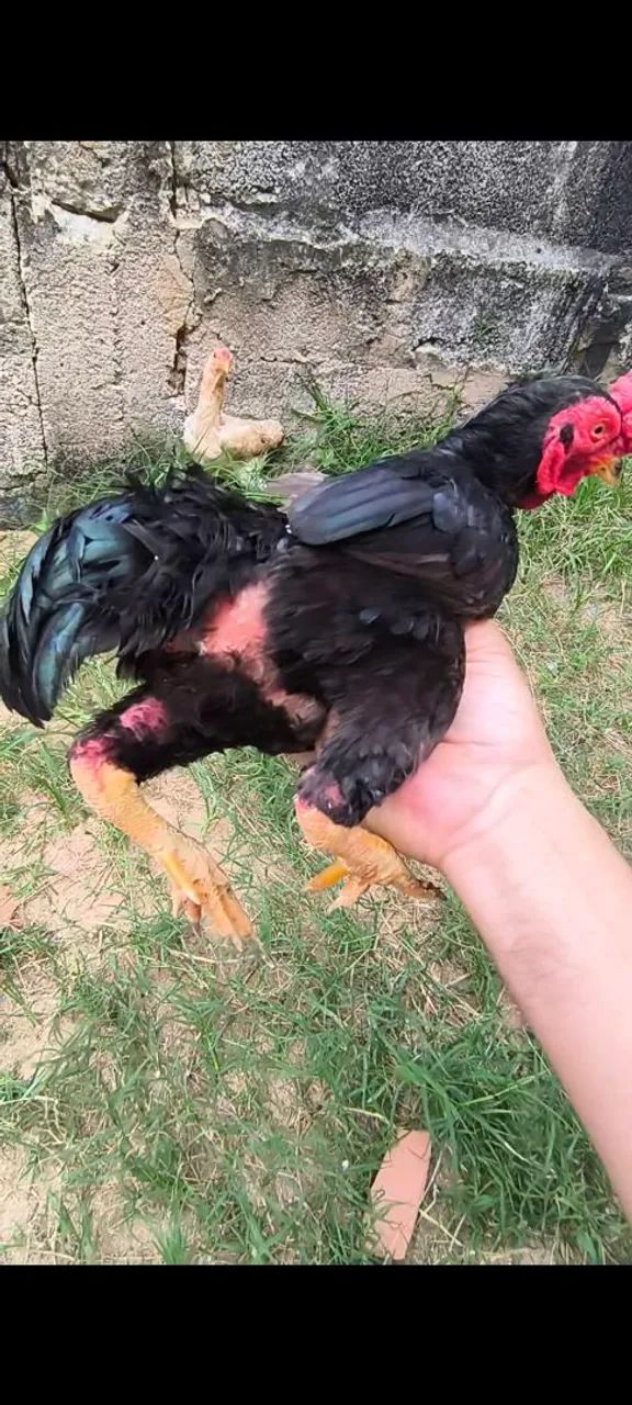 Galo miniatura, ko-shamo