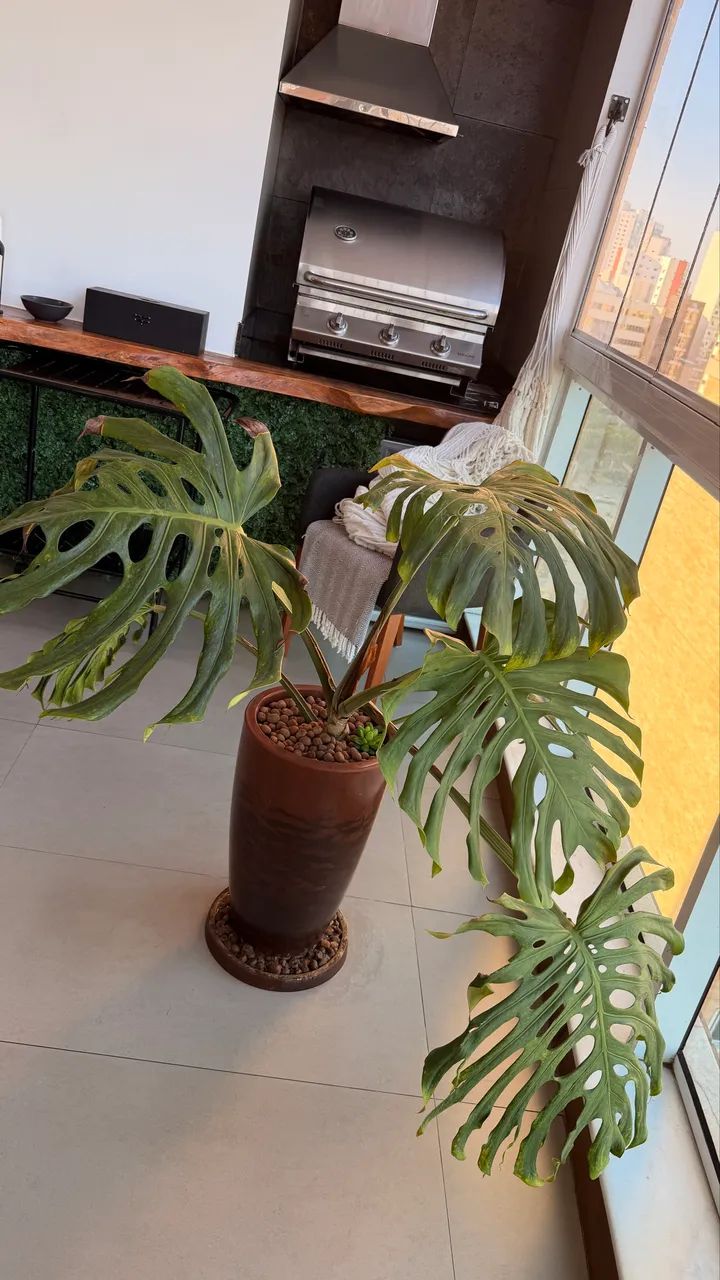 Planta - Foto 4