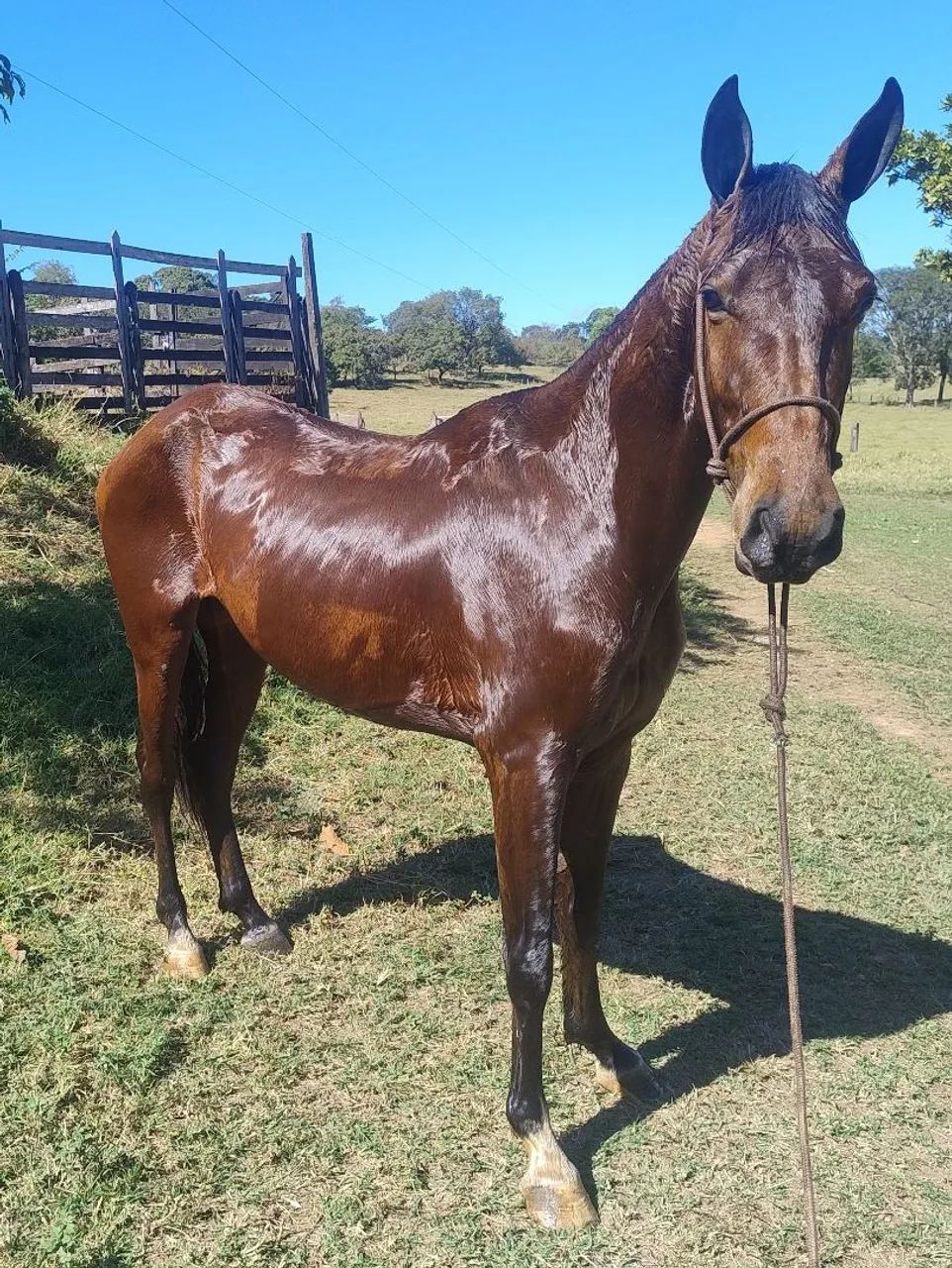Cavalo  - Foto 3