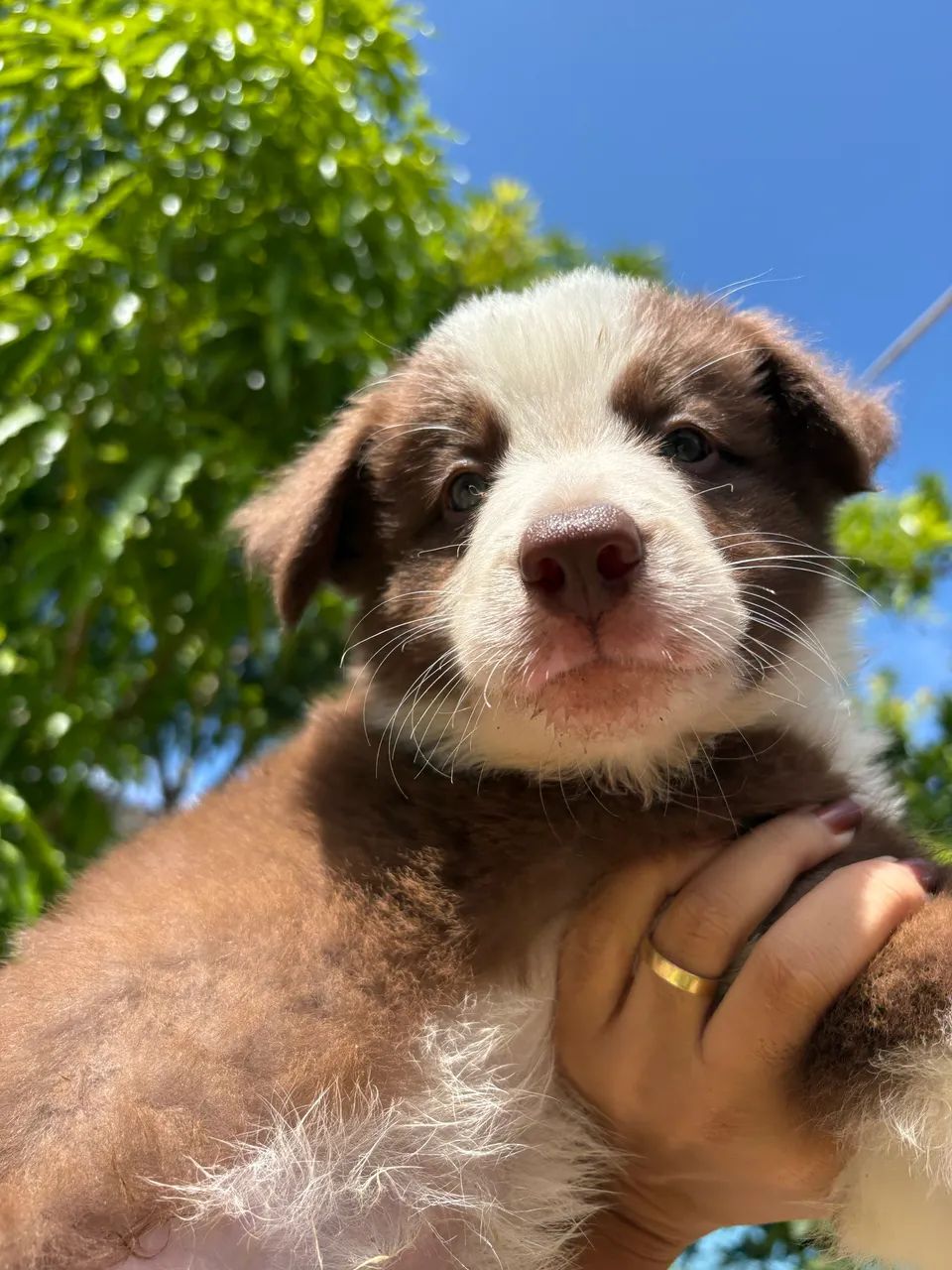 Filhote de Border collie  - Foto 4
