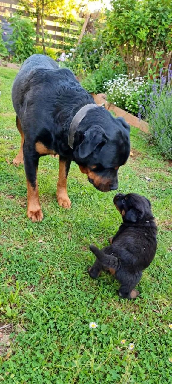 Rottweiler fêmea  - Foto 4