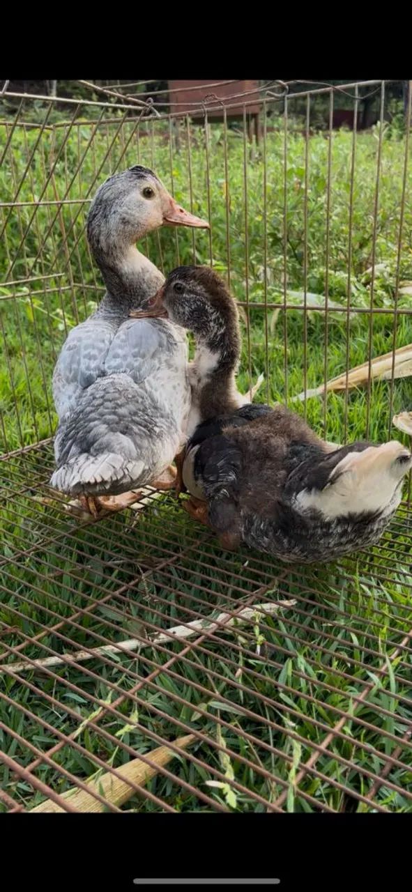 Casal de patos - Foto 4