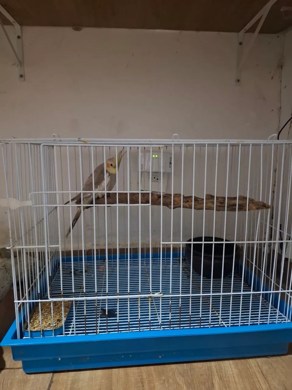 Gaiola e pet
