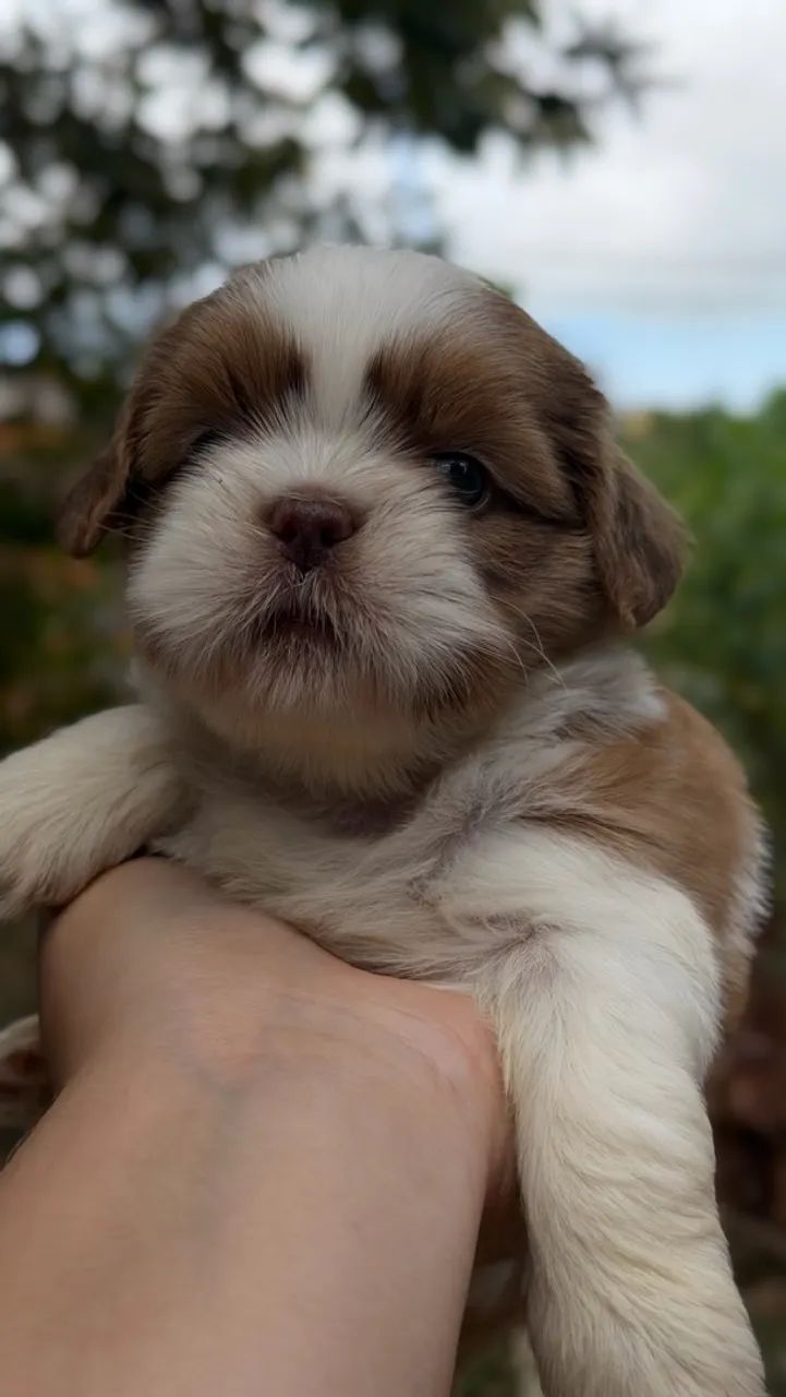 Shih-tzu macho  - Foto 4