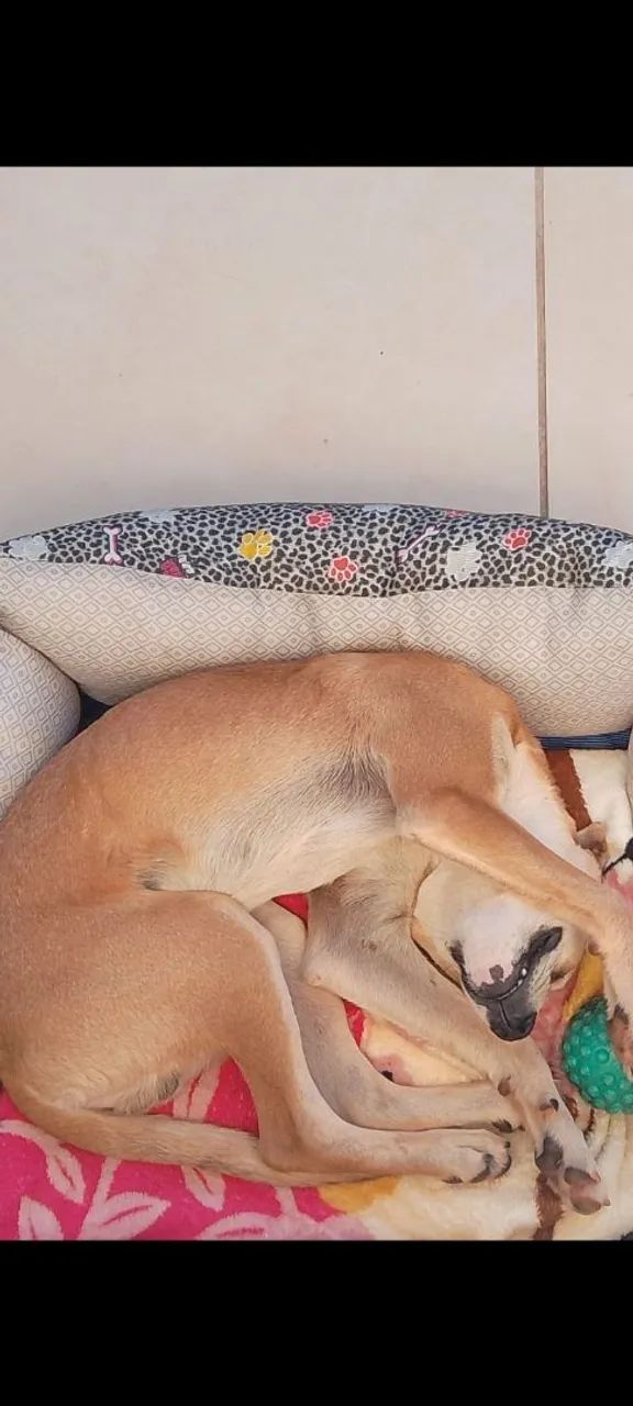 Doação cachorro  - Foto 2