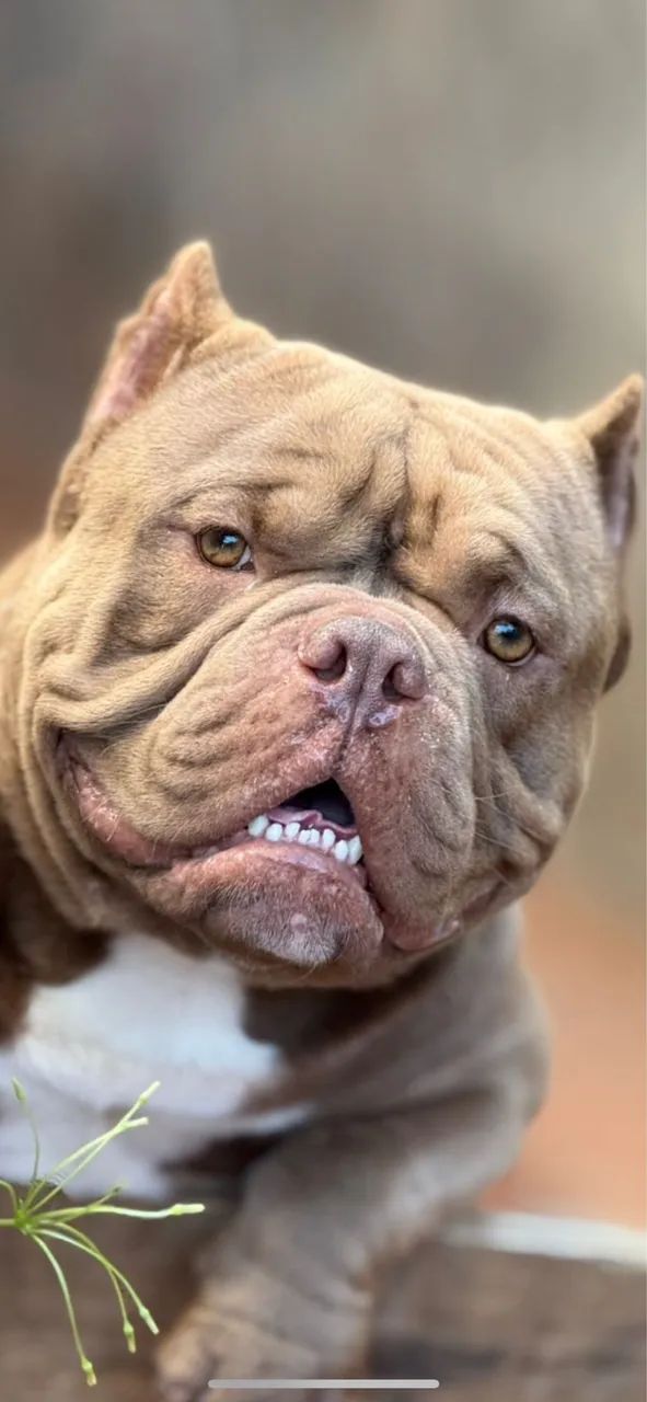 Americam Bully Micro 
