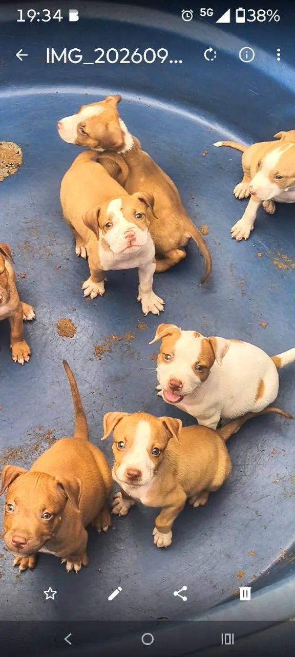 Filhotes de pitbull disponível 