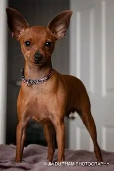 Pinscher
