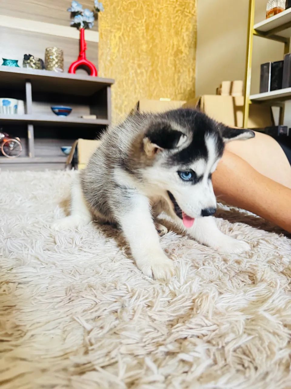 Haskey fêmea  - Foto 4