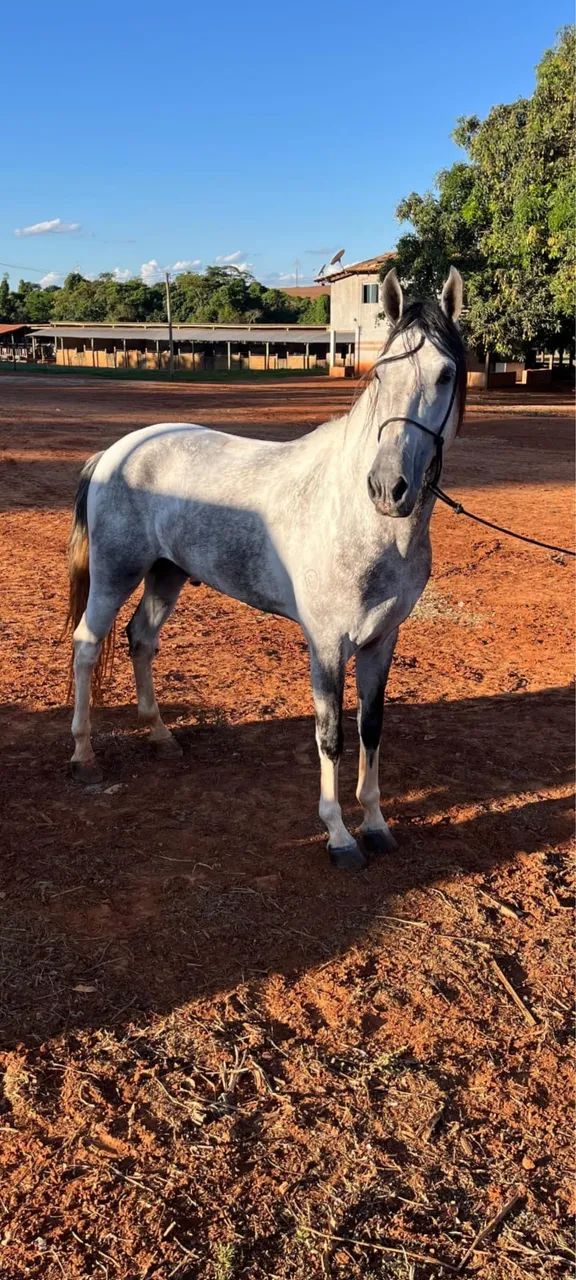 Cavalo Mangalarga Marchador - Foto 3
