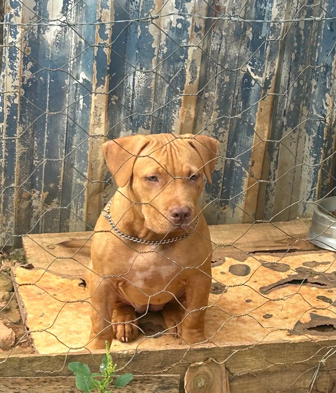 Vendo pitmonster fêmea.