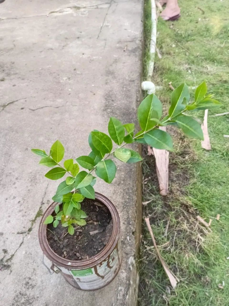 Vende-se mudas de árvores frutíferas ? - Foto 3