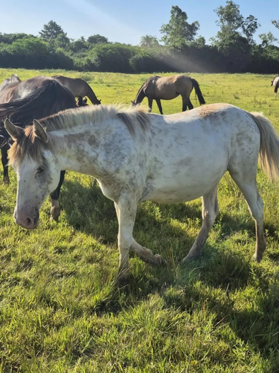 Potra Crioula Oveira - Foto 2