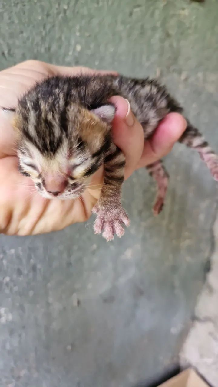Bengal  - Foto 3