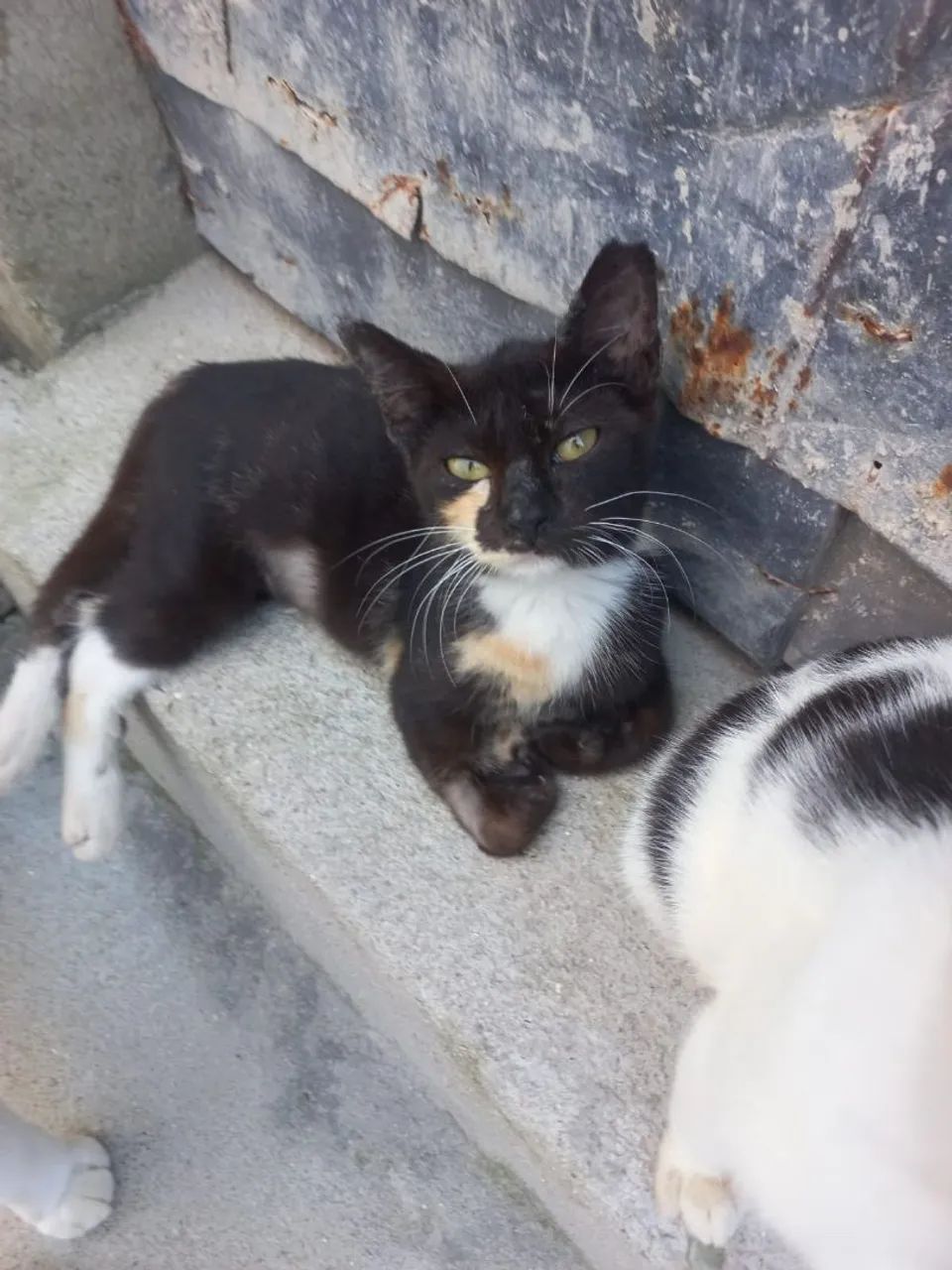 Gatinhas castradas para adoção  - Foto 2