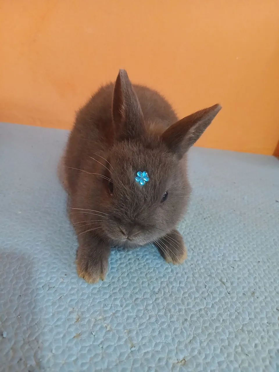 Netherland Dwarf  - Foto 2