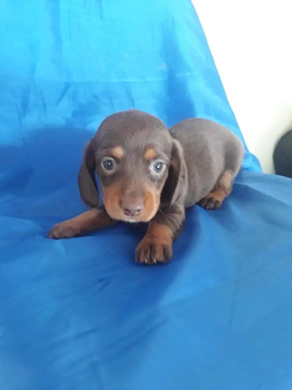 Basset teckel  - Foto 2