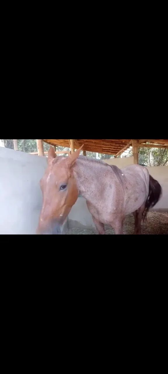 Cavalo - Foto 2