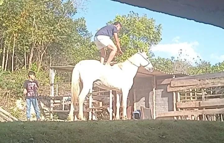 Cavalo - Foto 2