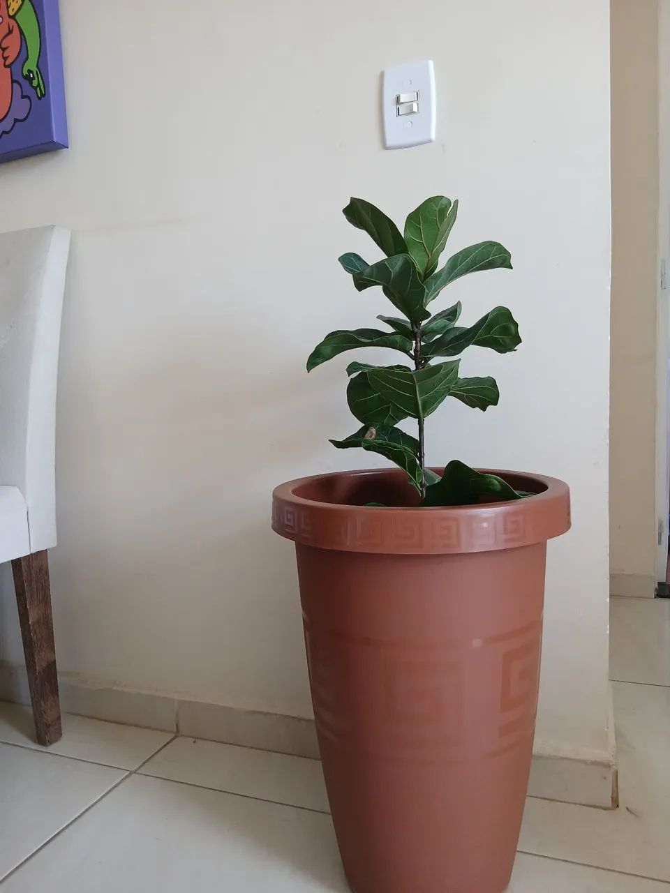 Plantas - Foto 3