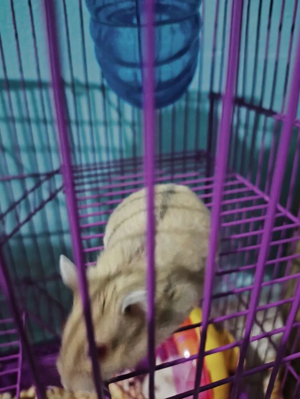 Hamster anão russo - Foto 2