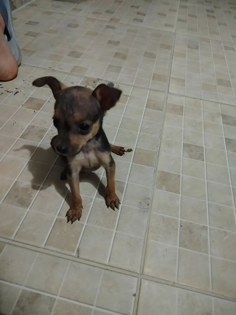 Pinscher miniatura  - Foto 2
