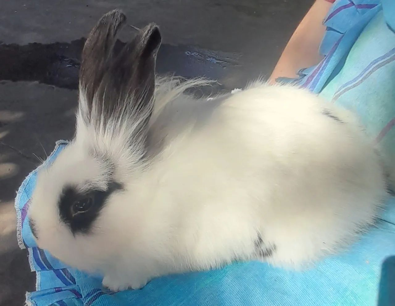 Coelhos  - Foto 3
