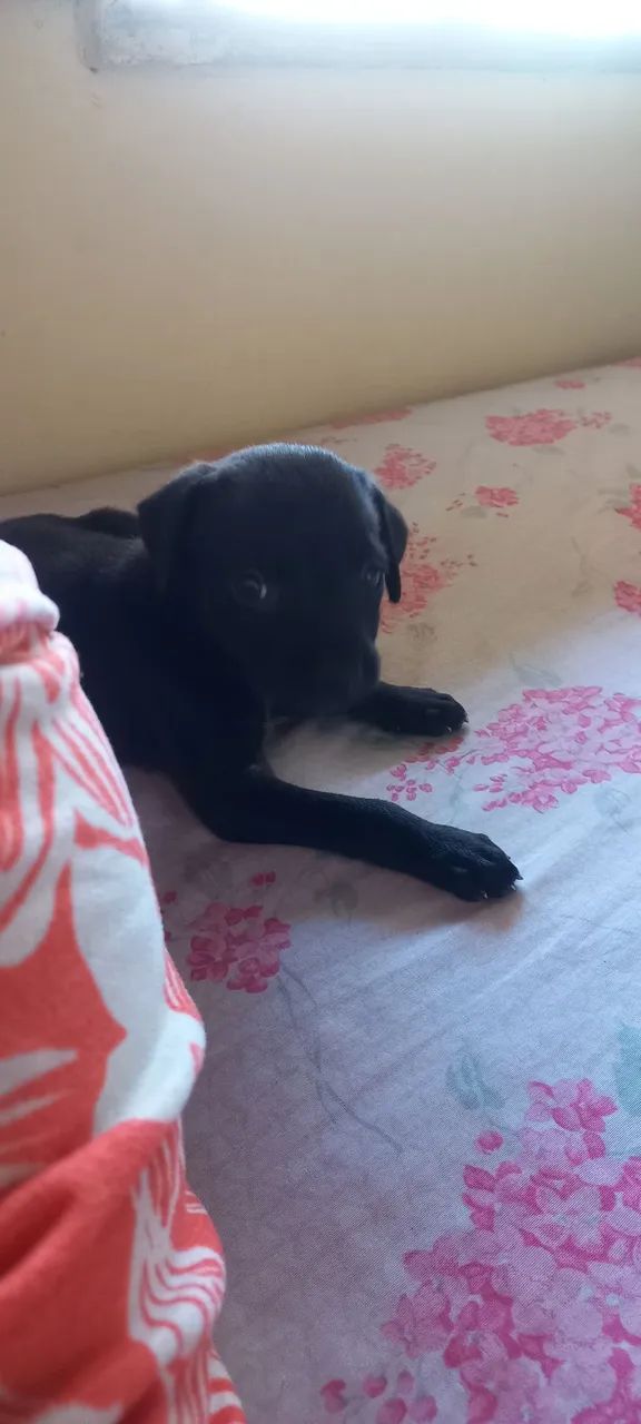 Doação de Pet - Foto 3