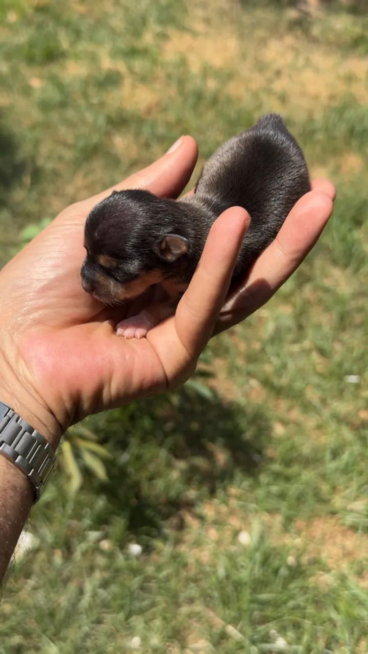 Pinscher macho zero