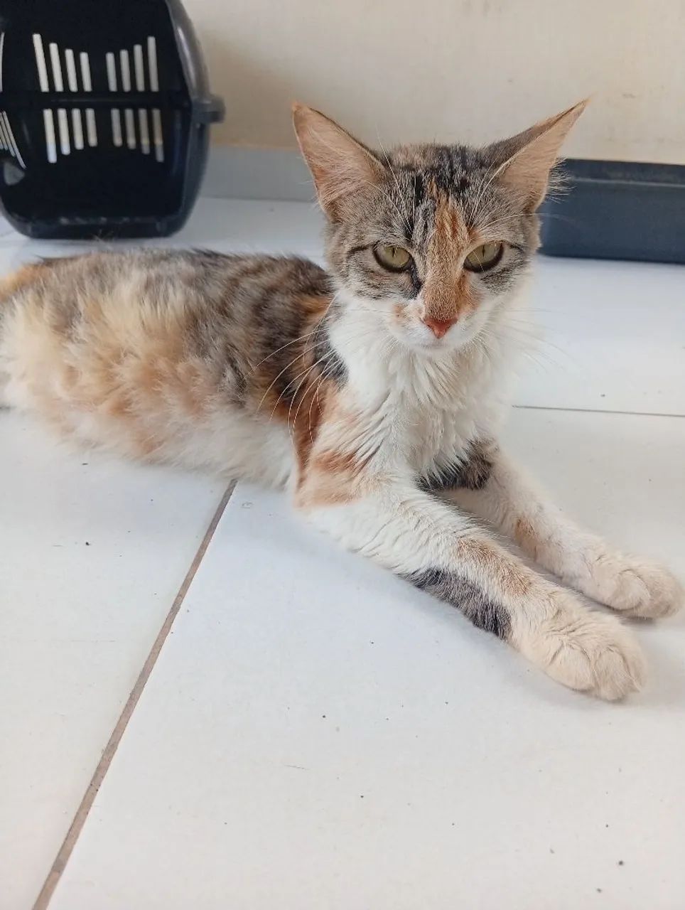 Doação de Gata - Foto 5
