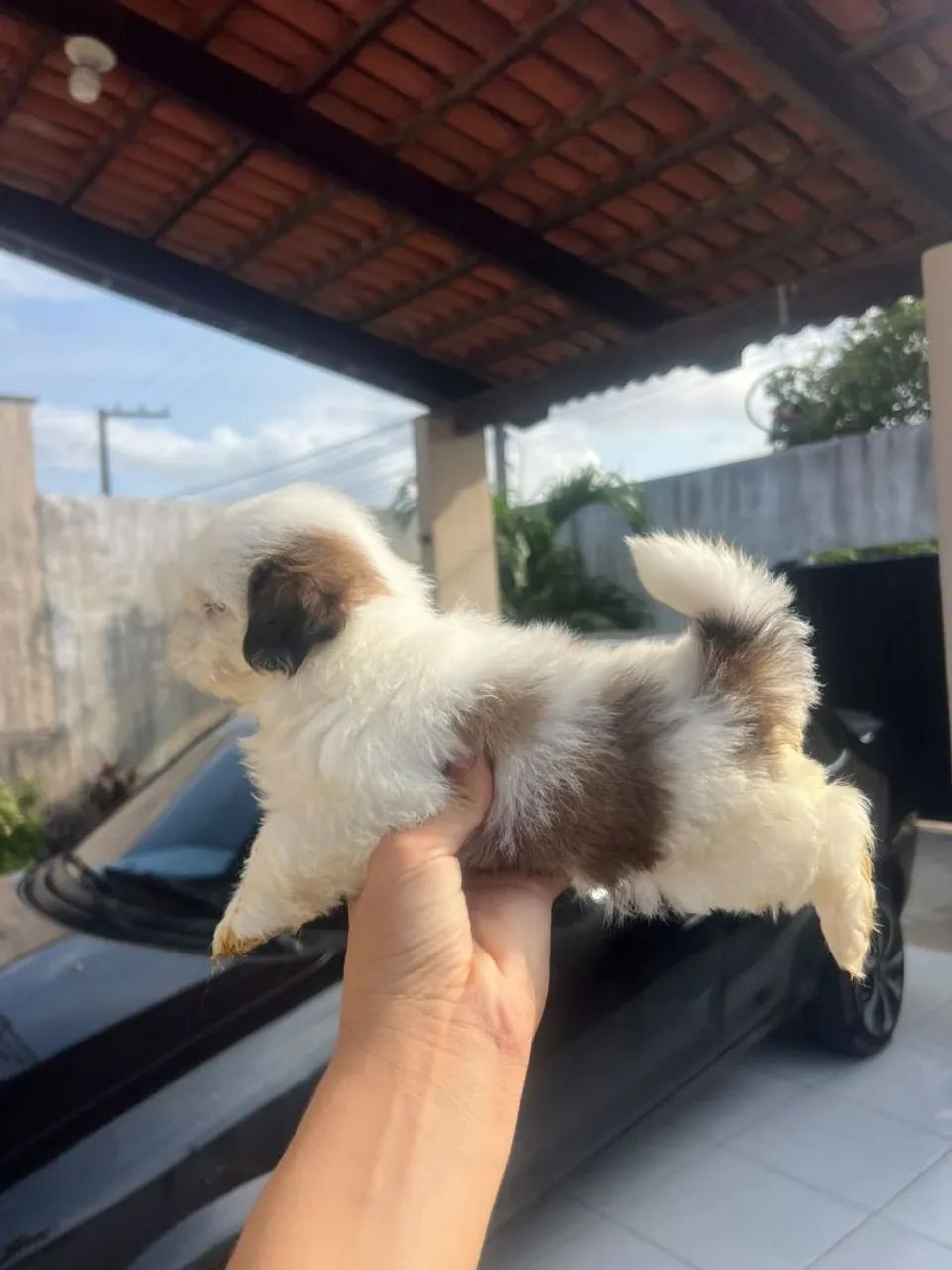 Cachorro shitzu - Foto 4