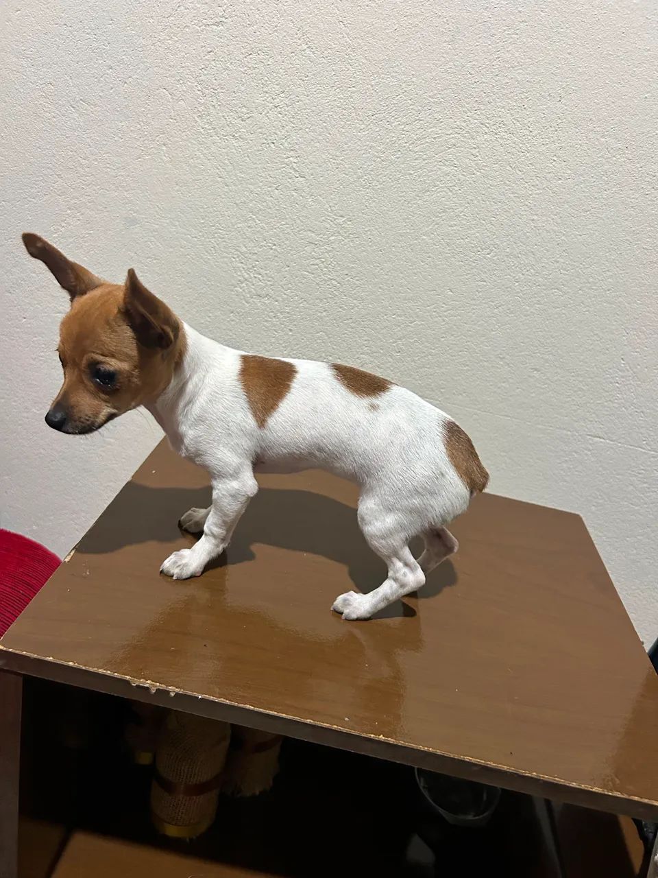 Pinscher zero fêmea 