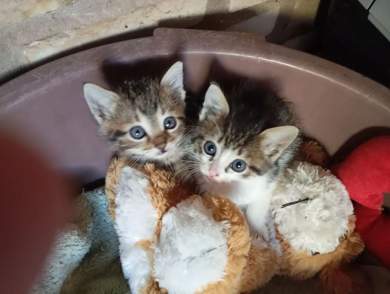 Gatinhos para doar  - Foto 2