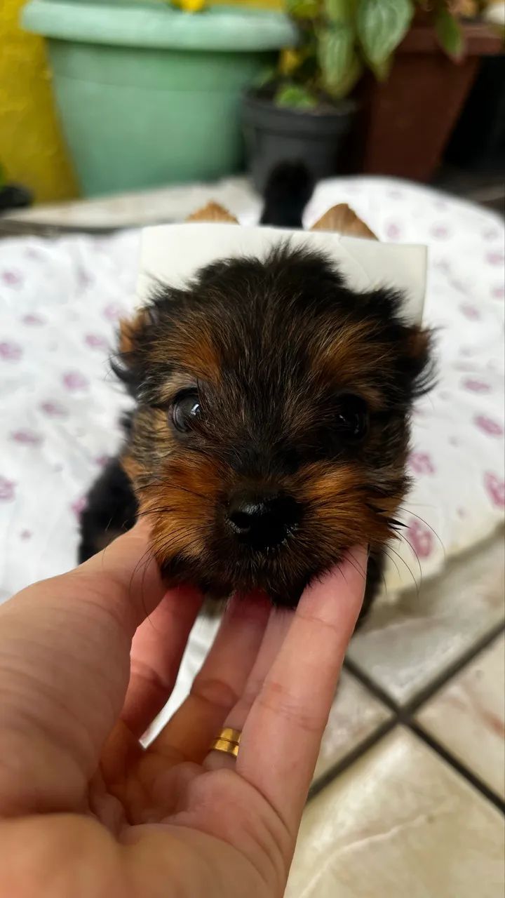 Yorshire Terrier (macho) - Foto 3