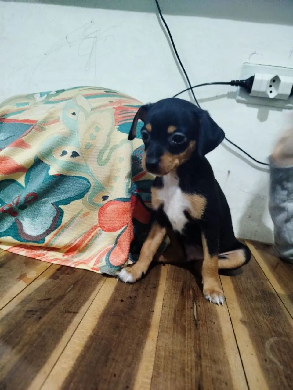 Pinscher n1 machos - Foto 2