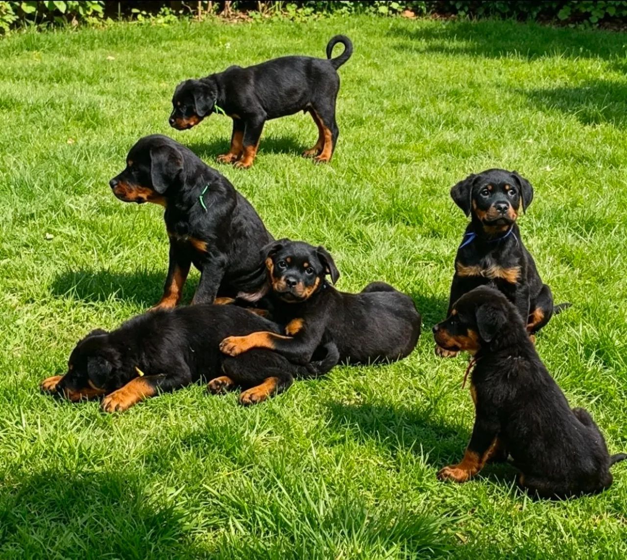 Filhotes de Rottweiler  - Foto 4