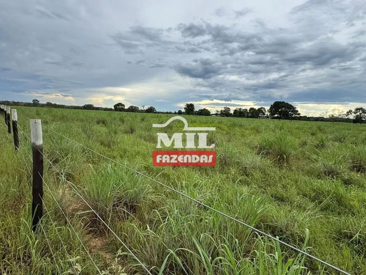 Fazenda 20 alqueires (96,8 hectares) Ipameri - GO - Foto 4