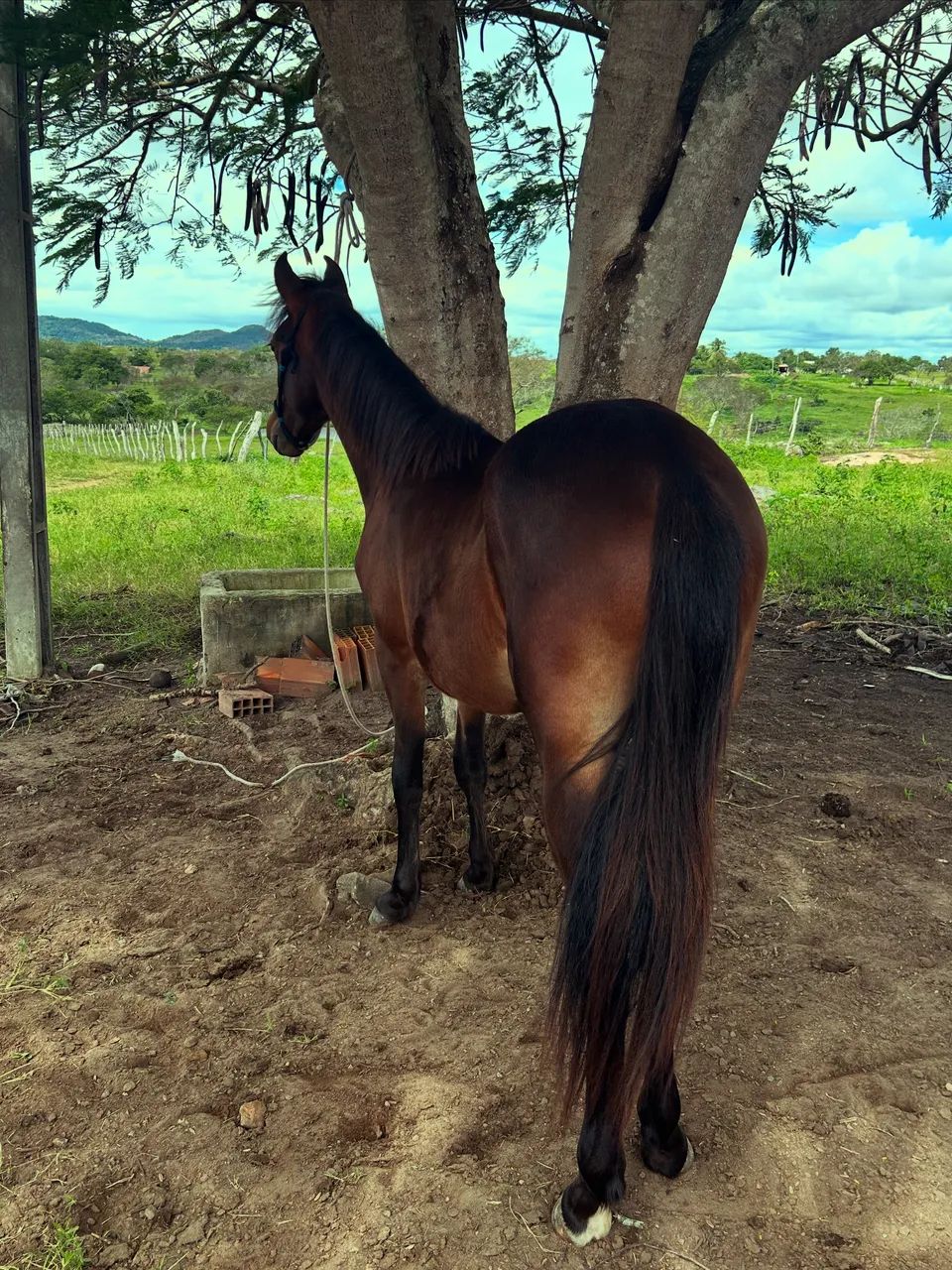 Vendo potro mangalarga marchado registrado marcha picada  - Foto 2