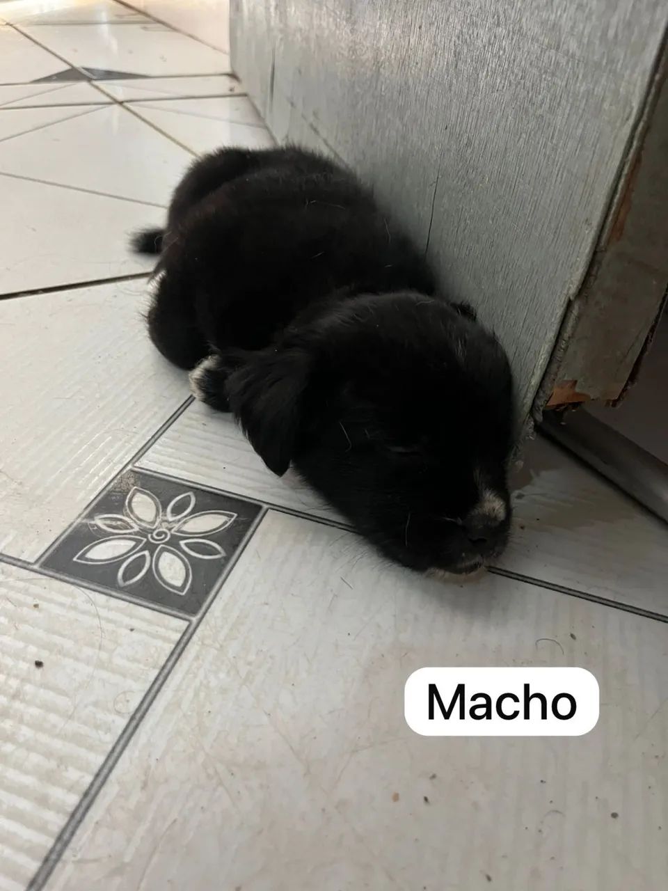 Cachorros - Foto 2