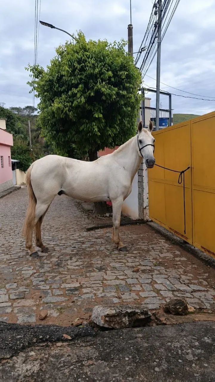 Cavalo macha batida  - Foto 3