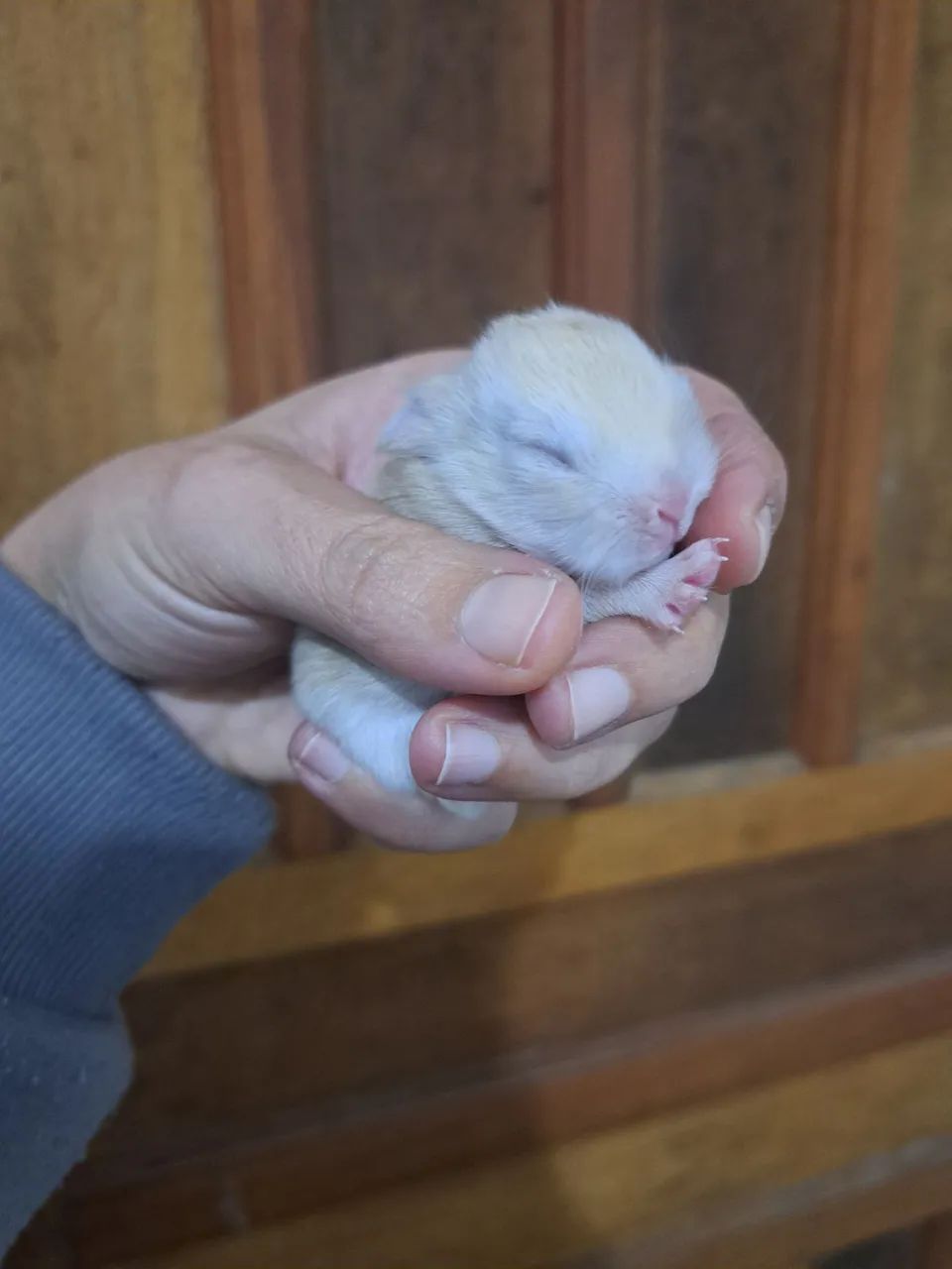 Mini coelhos , menor raça do mundo anão netherland 