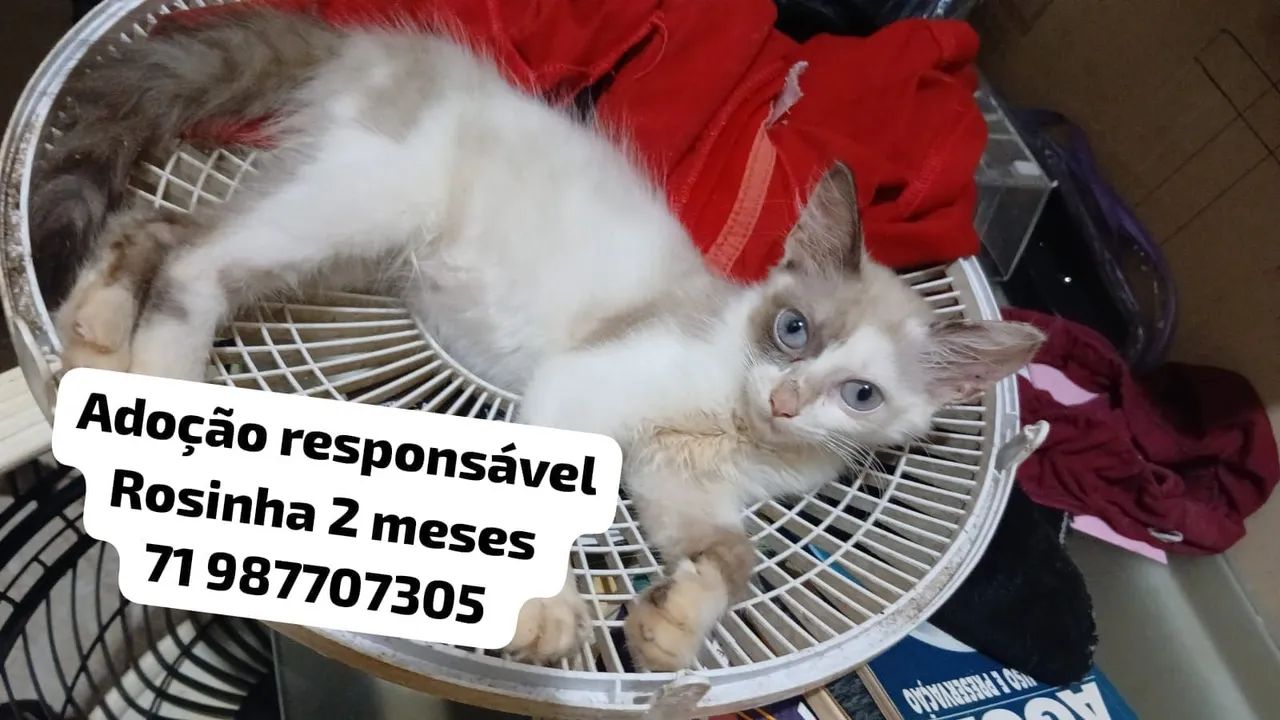 Adoção responsável  - Foto 2