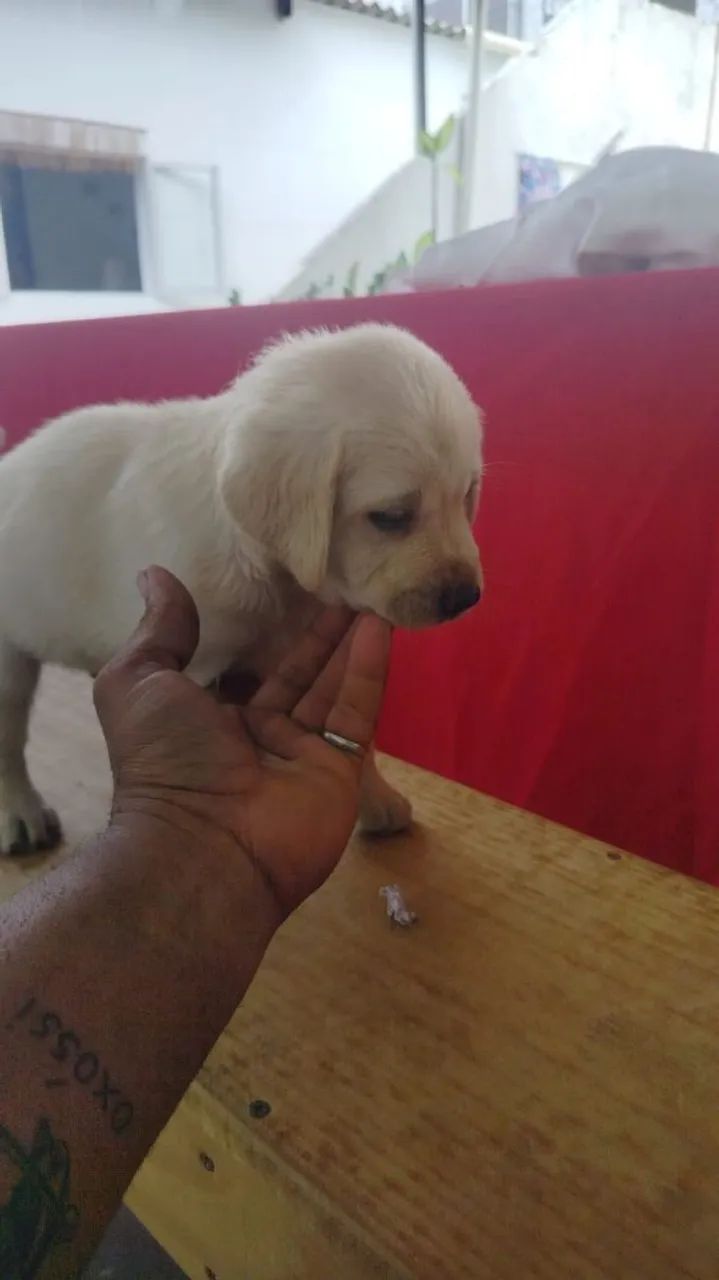 Filhote de labrador  - Foto 2