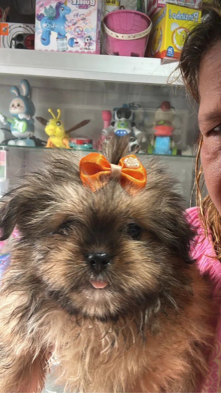 Vendo filhotes de Lulu com Shitzu 500 reais cada