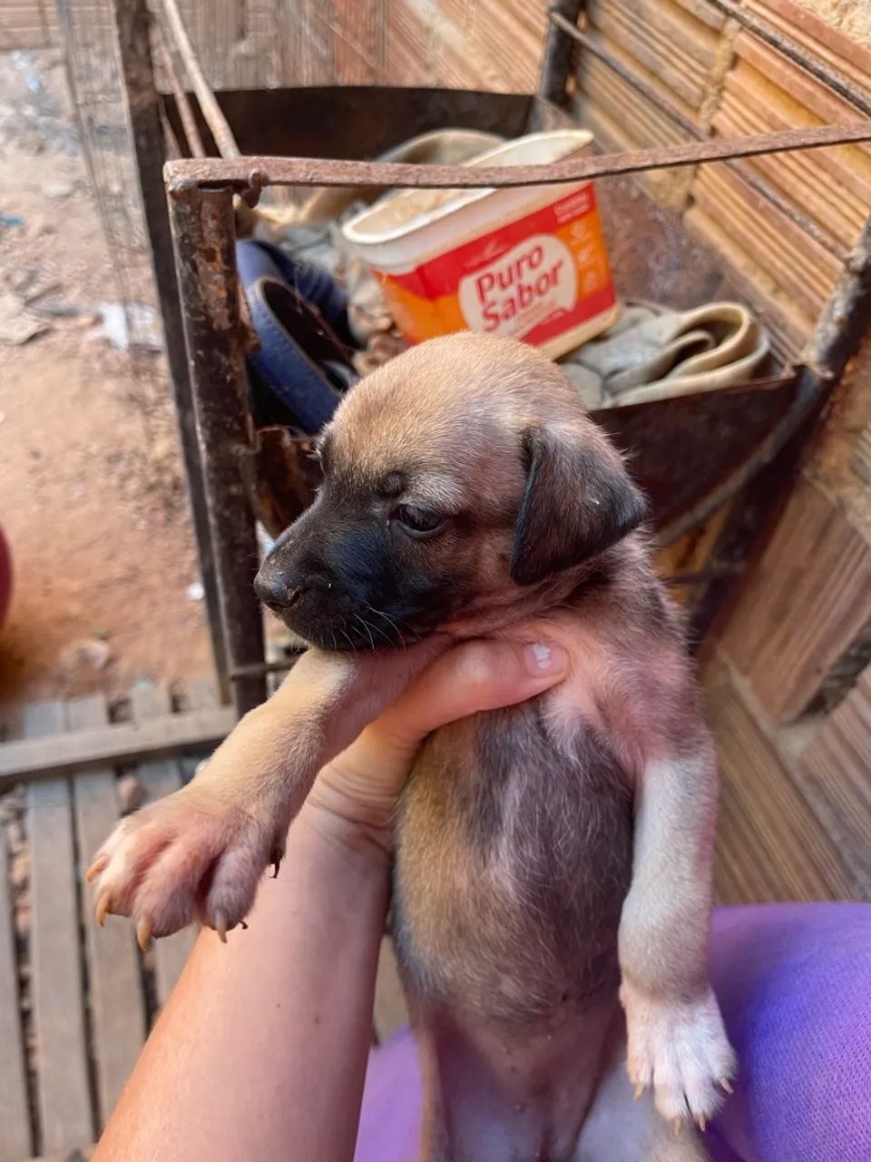 cachorros para doação  - Foto 5